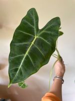 2 alocasia frydek Pflanzen Wandsbek - Hamburg Eilbek Vorschau