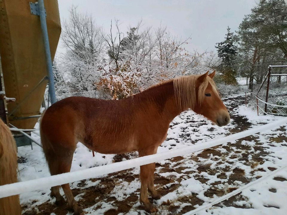 Haflinger Stute 2J. /wird groß in Arzberg