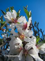 Obstbaum, Obstbäume Apfel,Birne,Aprikose,Mandel,Pfirsich,Kirsche Nordrhein-Westfalen - Haan Vorschau