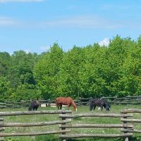 Offenstall/Stall Palatino Ranch mit Reithalle Rheinland-Pfalz - Steinweiler Pfalz Vorschau