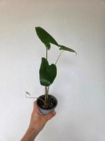 Alocasia Zebrina Dresden - Pieschen Vorschau