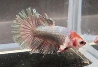 Männchen/ Betta splendens/ Kampffisch/ CTDE/ Crowntail Dumbo Niedergörsdorf - Blönsdorf Vorschau