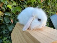 Mini Lop Zwergwidder Kaninchen Weibchen Märkisch Linden - Kränzlin Vorschau