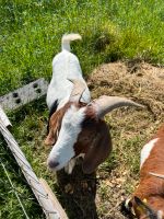 Burenbock, 1 Jahr alt Sachsen-Anhalt - Blankenburg (Harz) Vorschau