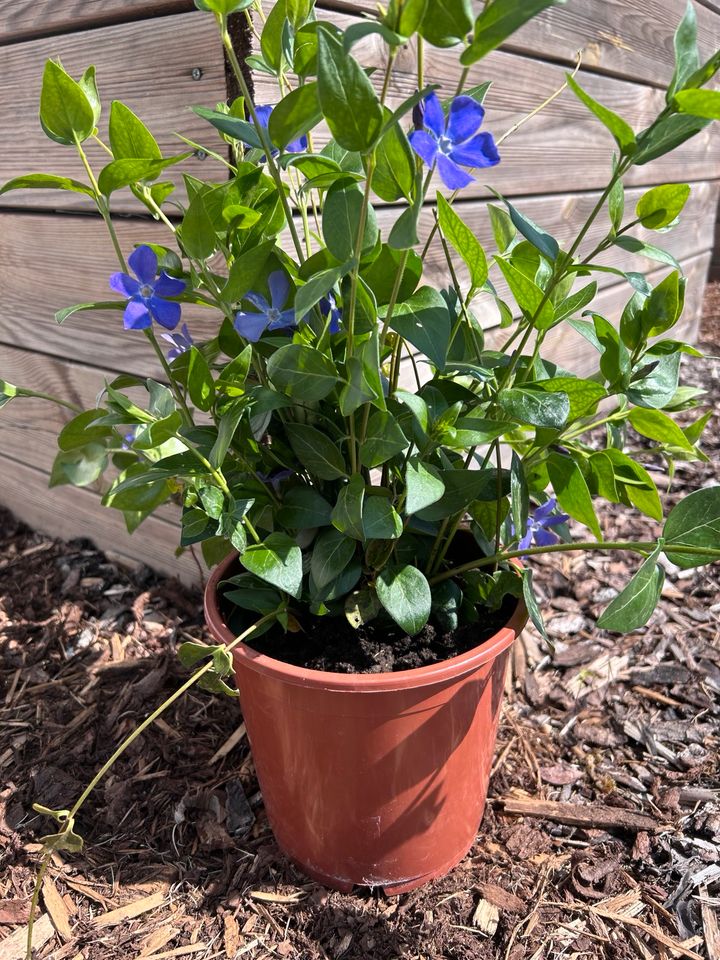 Bodendecker Vinca Minor winterharte Pflanzen in Berlin