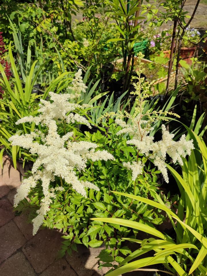 Astilbe Prachtspiere weiß in Hemmoor