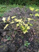 Hibiskus Garteneibisch zu verschenken Bayern - Straubing Vorschau