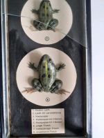 Erbi Lehrmittel Schaukasten Biologie Entwicklung Frosch - alt Hessen - Maintal Vorschau