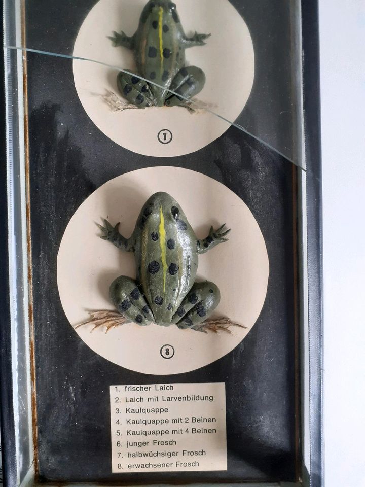 Erbi Lehrmittel Schaukasten Biologie Entwicklung Frosch - alt in Maintal