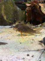 Corydoras Sterbai Köln - Kalk Vorschau