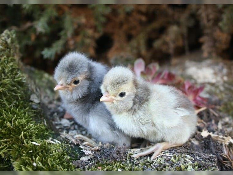 (Brut) Eier von versch. Hühnern, Enten, Gänsen und Puten in Schwarzach