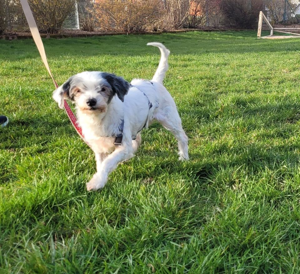 Bella und Picollo - Senioren-Duo suchen gemeinsam ein Zuhause in Helmbrechts