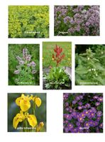 Blumen, Stauden, Pflanzen für Ihren Garten Bienenfutterpflanzen Hessen - Marburg Vorschau