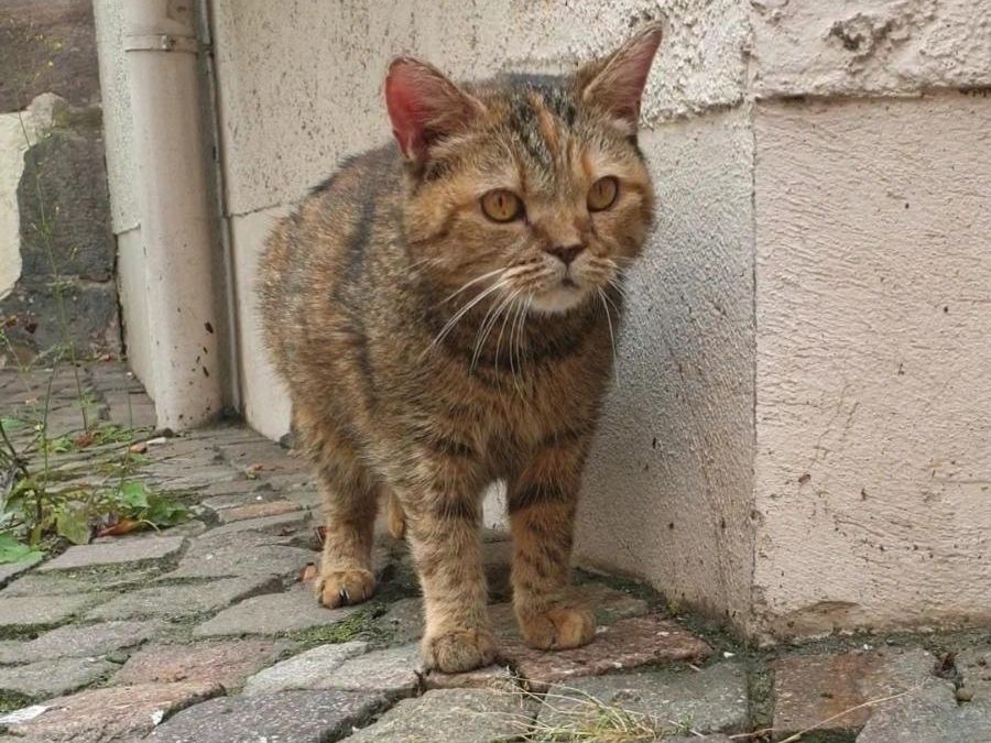 Katze in liebevolle Hände abzugeben in Hannover