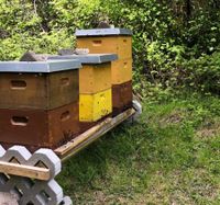 Bienenvölker Bienen Carina Bienenvolk Saarland - Tholey Vorschau