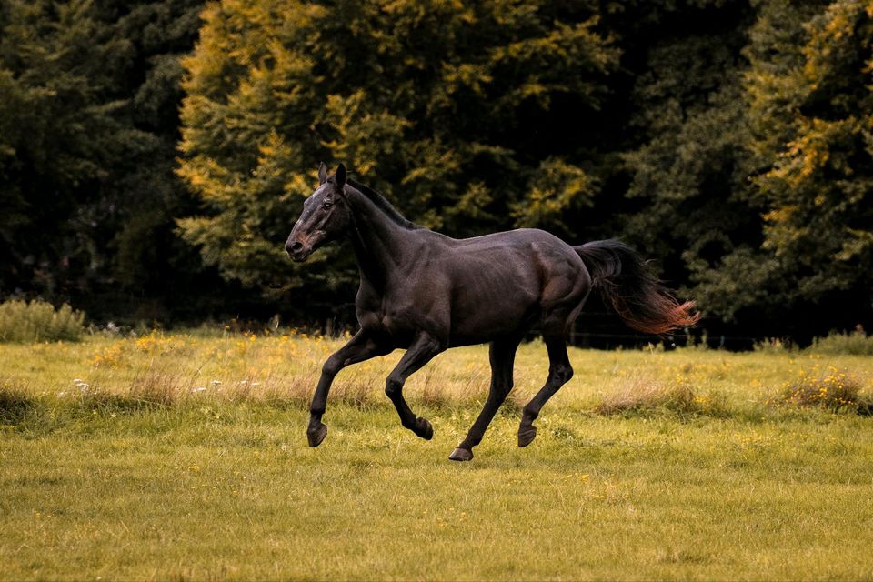 Bodenarbeits-/ Pflege-/ Reitbeteiligung gesucht in Ankum