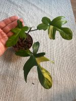 Philodendron Florida Beauty Nordrhein-Westfalen - Kempen Vorschau