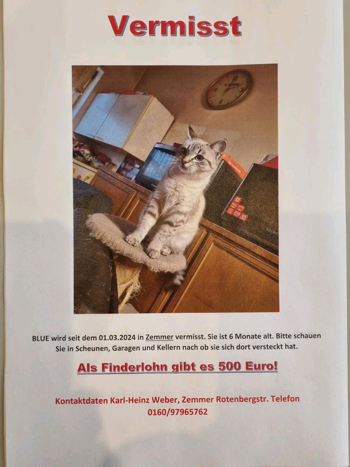 BELOHNUNG 500€  für vermisste Katze "Blue" in 54313 Zemmer in Zemmer