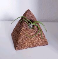 Pyramide mit Luftpflanze Airplant Tillandsia Schleswig-Holstein - Schuby Vorschau