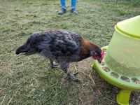 1 französische Marans Hahn Bayern - Köditz Vorschau