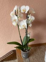 Orchidee nur Abholung Baden-Württemberg - Singen Vorschau
