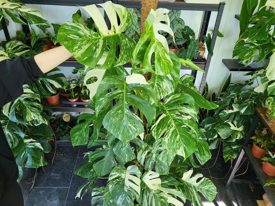 Monstera Variegata groß - whiteleafplants in Langenhagen