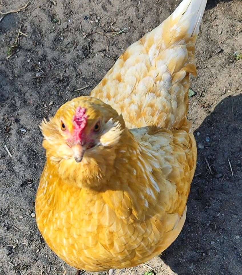 Zwerg Hühner Henne in Anklam