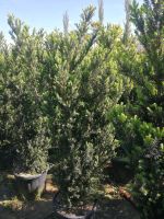 Taxus media hilli 140/150cm - taxus ohne Beeren Hessen - Dreieich Vorschau