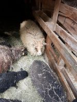 Schaf, Minischaf zu verkaufen Niedersachsen - Weener Vorschau