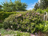 Wunderschöne XXL Rhododendron Kreis Pinneberg - Appen Vorschau