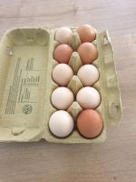 Frische Eier von glücklichen Hühnern Brandenburg - Cottbus Vorschau
