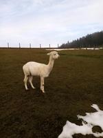 Alpakas zu verk. Bayern - Untergriesbach Vorschau