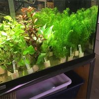 Wasserpflanzen, Aquarienpflanzen, Bundpflanzen, je 3,49 Euro Nordrhein-Westfalen - Mönchengladbach Vorschau