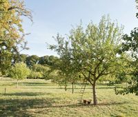 Suche Wiese Grundstück Streuobstwiese in Ellwangen und Umgebung Baden-Württemberg - Ellwangen (Jagst) Vorschau