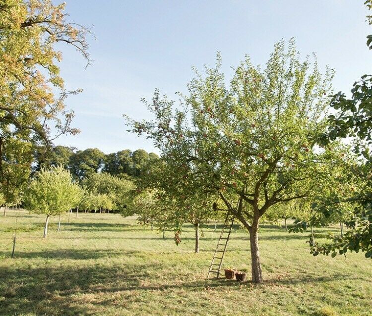 Suche Wiese Grundstück Streuobstwiese in Ellwangen und Umgebung in Ellwangen (Jagst)