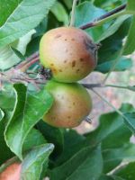 Futteräpfel aus ökologischem Anbau Niedersachsen - Himmelpforten Vorschau
