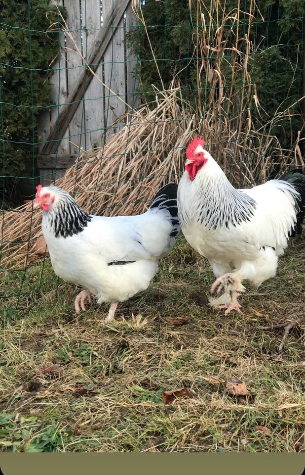 Legehennen Marans Sussex Sperber Hühner Hennen Legehühner in Argenbühl