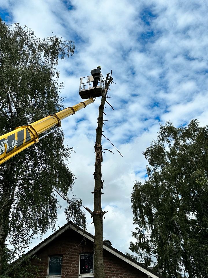 Baumpflege, Baumfällung, Wurzelfräsen, Heckenschnitt in Neukirchen-Vluyn