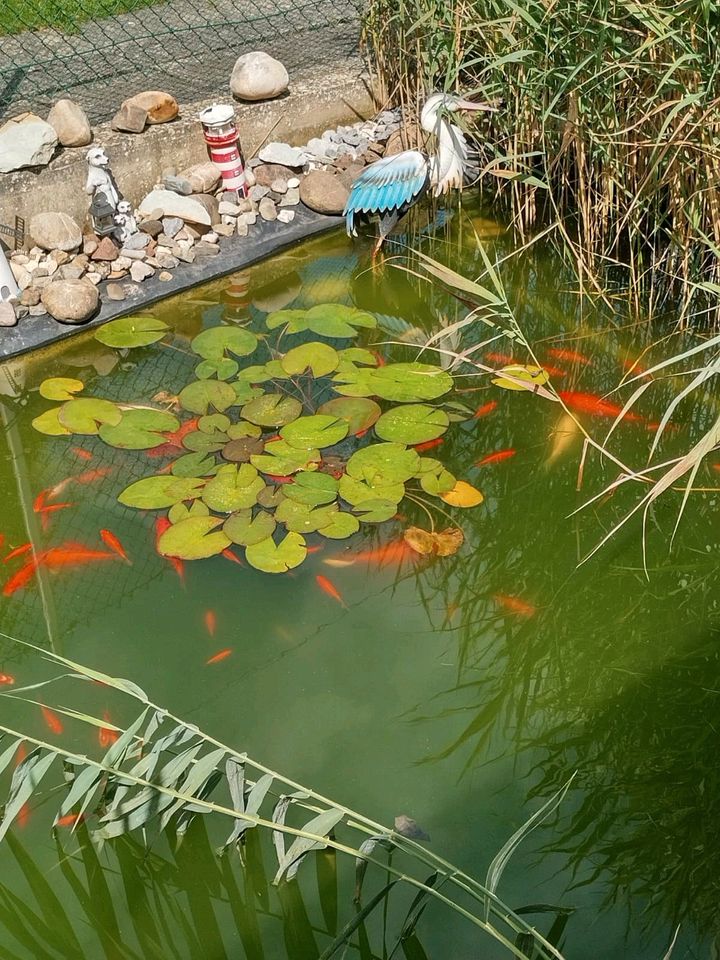 Teich/Goldfische in Salzkotten