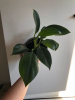 Philodendron Green Princess Niedersachsen - Bad Zwischenahn Vorschau