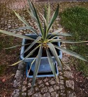 Yucca Palme,winterharte Palmlilie H 45 , Br. 70 cm Berlin - Spandau Vorschau