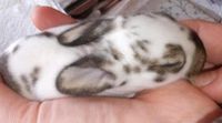 Junge Kaninchen , Riesen-Widder Mix ❤️ geb.01.03.24 Niedersachsen - Norden Vorschau