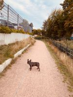 Moin Suche Hundebetreung für chapo Hamburg - Bergedorf Vorschau