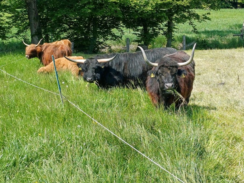 Highland cattle/ hochlandrind in Oelde