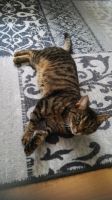 Katzendame sucht dringend neues Zuhause ❤️ Hessen - Erbach Vorschau