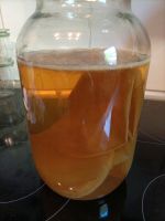 Kombucha Scoby Nordrhein-Westfalen - Warendorf Vorschau