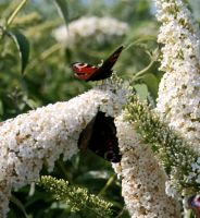 Sommer Flieder Garten Pflanze Nordrhein-Westfalen - Bottrop Vorschau