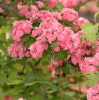 Echter Rotdorn - Crataegus laevigata 'Paul´s Scarlet' Baden-Württemberg - Nürtingen Vorschau