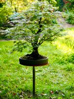 Pflanzenständer Stahl Bonsai Bonsaiständer drehbar Bonsaitisch Niedersachsen - Osterholz-Scharmbeck Vorschau