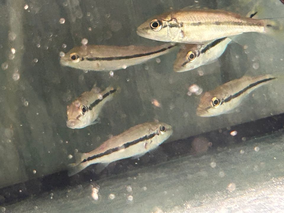 Cichla kelberi  7-8cm Goldener Kammbuntbarsch in Rangendingen